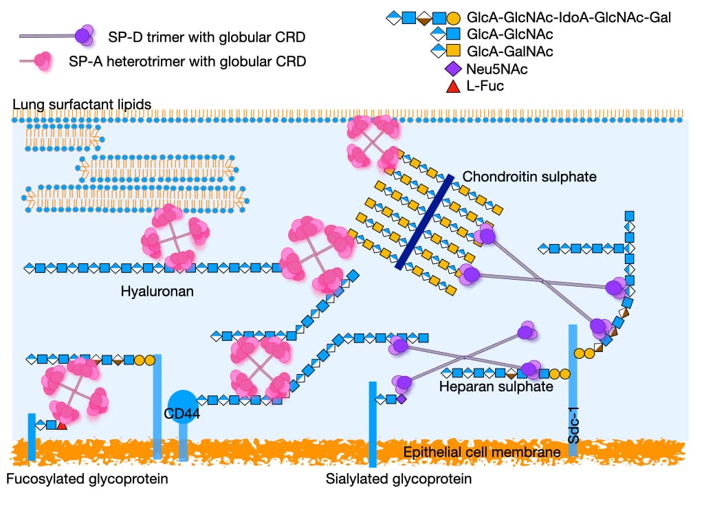 The alveolar epithelial glycocalyx tag feature image