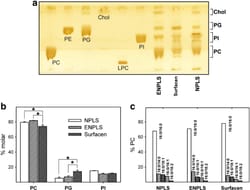 Interfacial behavior and structural properties of a clinical lung surfactant from porcine source