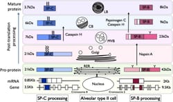 Structure-function relationships in pulmonary surfactant membranes: from biophysics to therapy