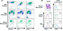 Flow cytometric analysis of the leukocyte landscape during bleomycin-induced lung injury and fibrosis in the rat