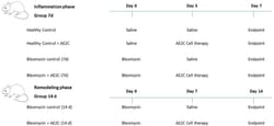 Improved Alveolar Dynamics and Structure After Alveolar Epithelial Type II Cell Transplantation in Bleomycin Induced Lung Fibrosis