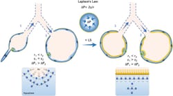 Alveolar Dynamics and Beyond - The Importance of Surfactant Protein C and Cholesterol in Lung Homeostasis and Fibrosis