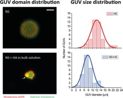 Transient exposure of pulmonary surfactant to hyaluronan promotes structural and compositional transformations into a highly active state