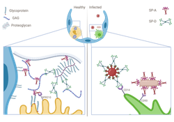 Multivalent, calcium-independent binding of surfactant protein A and D to sulfated glycosaminoglycans of the alveolar epithelial glycocalyx