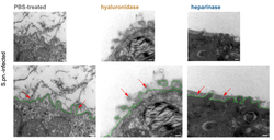 Enzymatic modulation of the pulmonary glycocalyx enhances susceptibility to Streptococcus pneumoniae