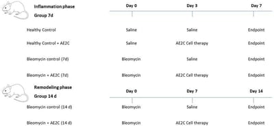 Improved Alveolar Dynamics and Structure After Alveolar Epithelial Type II Cell Transplantation in Bleomycin Induced Lung Fibrosis