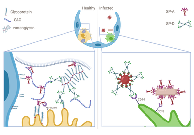 Multivalent, calcium-independent binding of surfactant protein A and D to sulfated glycosaminoglycans of the alveolar epithelial glycocalyx