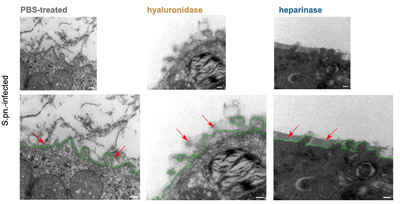 Enzymatic modulation of the pulmonary glycocalyx enhances susceptibility to Streptococcus pneumoniae