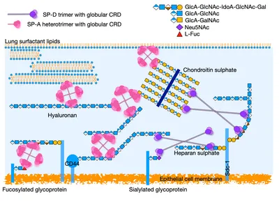 The alveolar epithelial glycocalyx