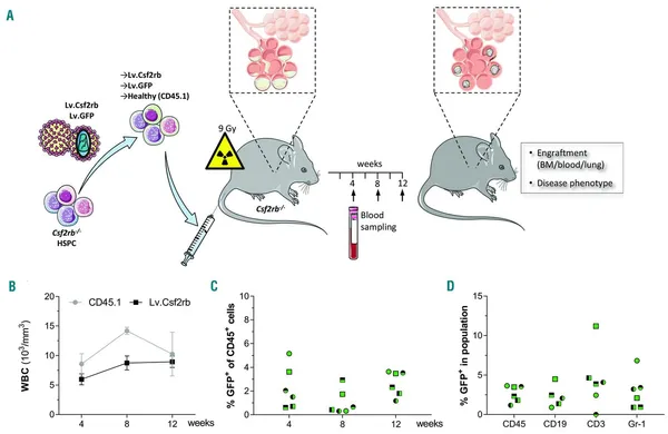 Effective hematopoietic stem cell-based gene therapy in a murine model of hereditary pulmonary alveolar proteinosis