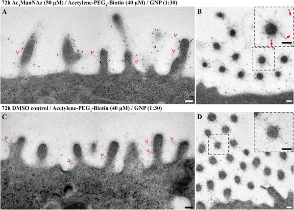 Metabolic Glycoengineering Enables the Ultrastructural Visualization of Sialic Acids in the Glycocalyx of the Alveolar Epithelial Cell Line hAELVi