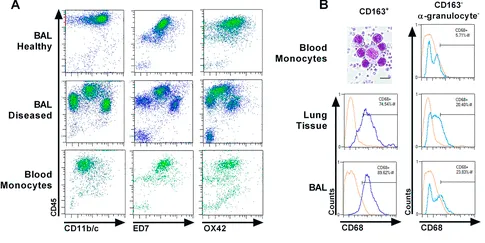 Flow cytometric analysis of the leukocyte landscape during bleomycin-induced lung injury and fibrosis in the rat