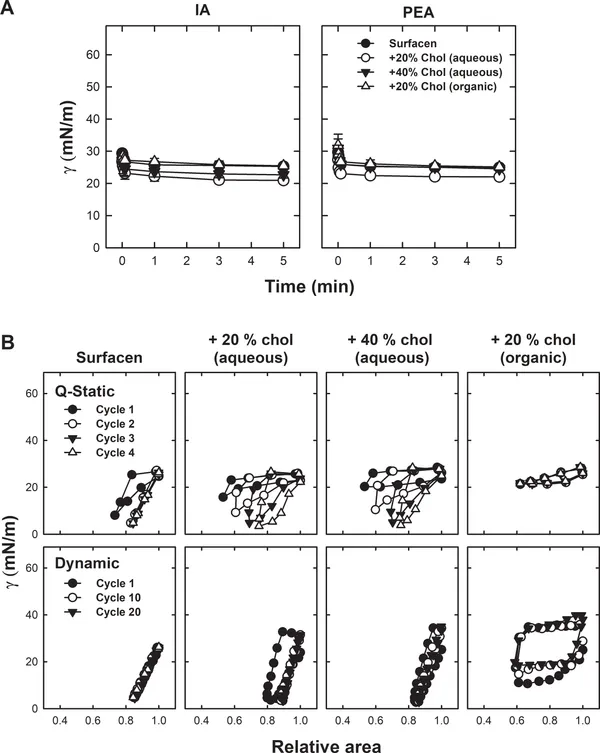 Inhibition and counterinhibition of Surfacen, a clinical lung surfactant of natural origin