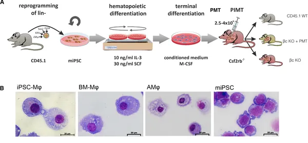 iPSC-Derived Macrophages Effectively Treat Pulmonary Alveolar Proteinosis in Csf2rb-Deficient Mice