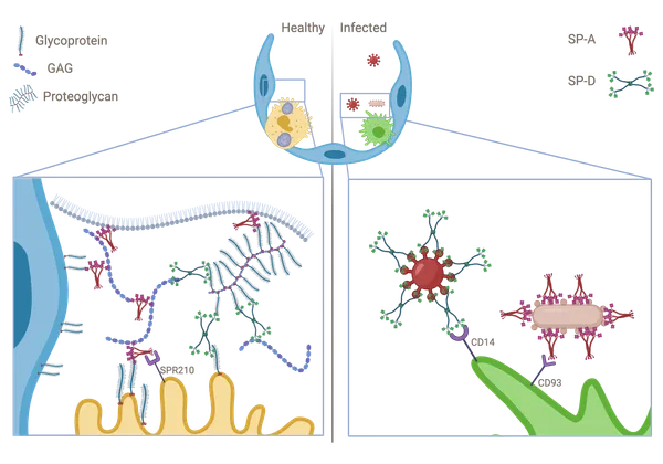 Multivalent, calcium-independent binding of surfactant protein A and D to sulfated glycosaminoglycans of the alveolar epithelial glycocalyx